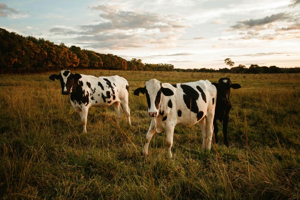 Cows grazing in an Australian field