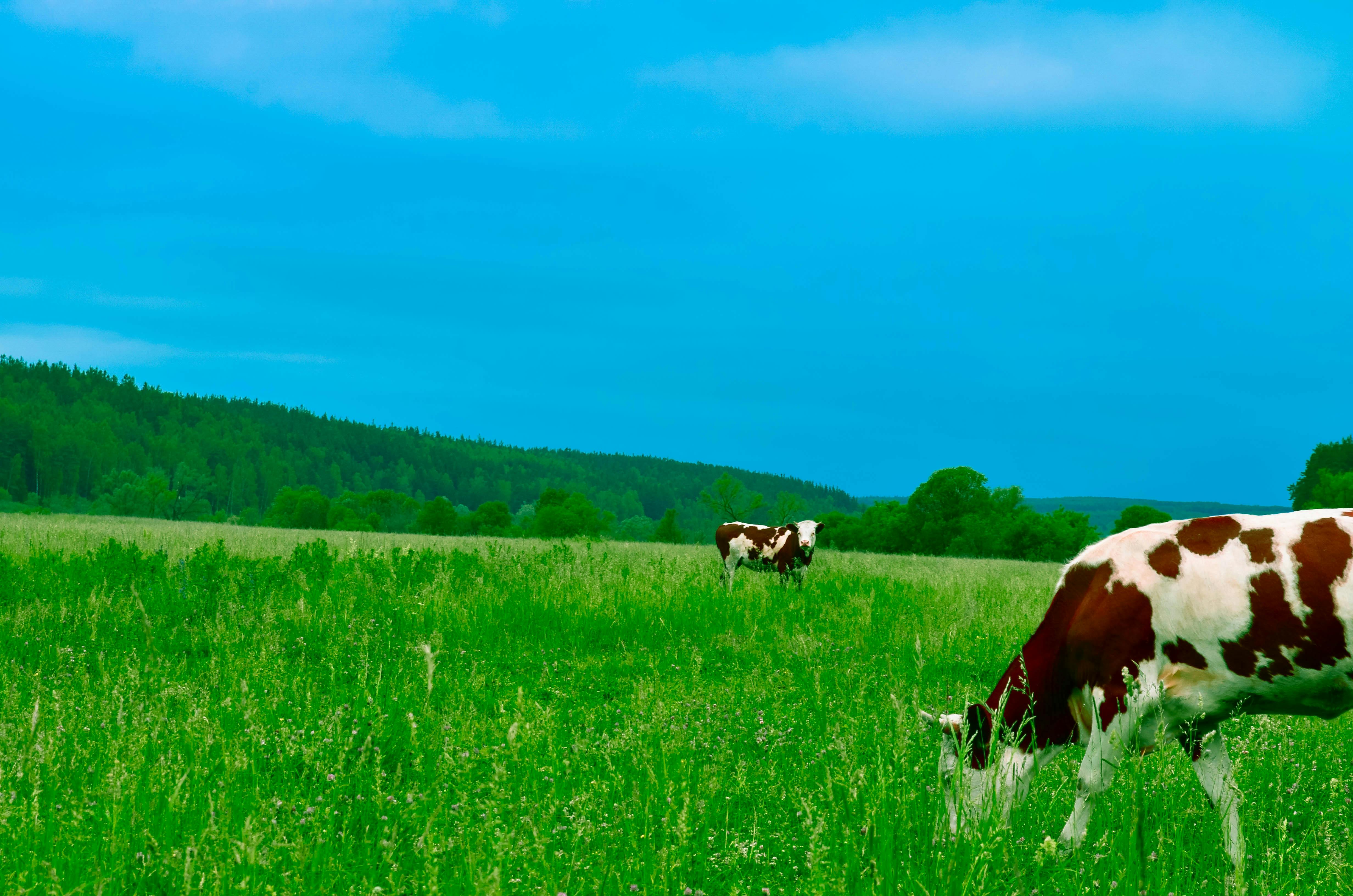 Cows grazing in a lush green field under a blue sky